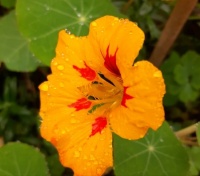 Blüte einer nassen Kapuziner Kresse