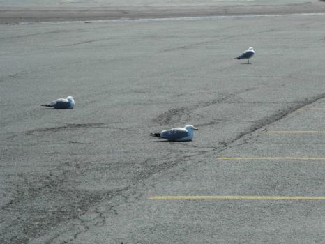 Parking lot gulls!