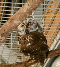 Kulíšek nejmenší (Glaucidium passerinum)