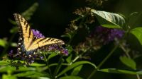 Butterfly and Buddleia