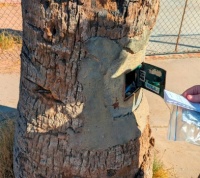 Tree in Yuma