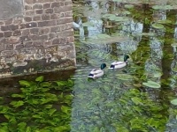 Ducks and water lilies in spring