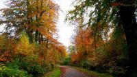 Savernake Forest, Wiltshire, UK