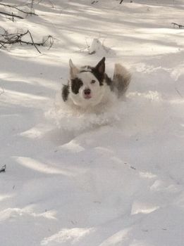Dashing through the snow