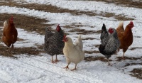 The flock in winter