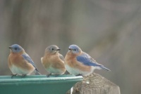 Bluebird Trio