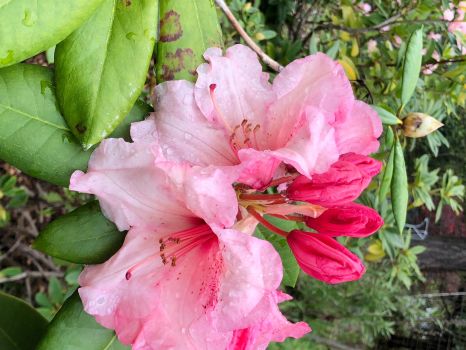 Rhodedendron