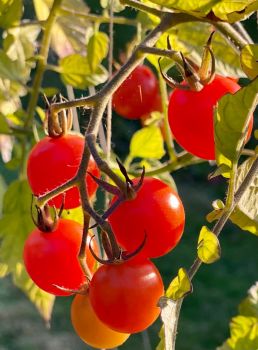 Red tomatoes in the sun