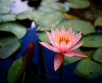 waterlily-73