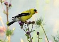 American goldfinch