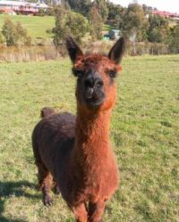Alpaca