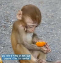 Dopey enjoying an orange peel