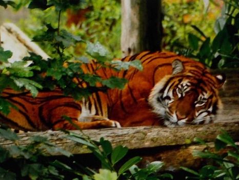 Resting tiger....(spunky & yhe bandit).