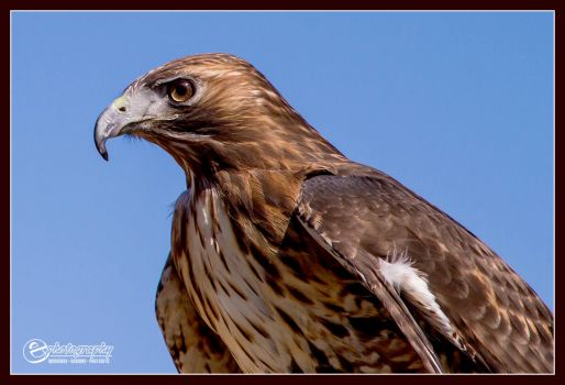 Portrait of a Red-tailed Hawk (captive)