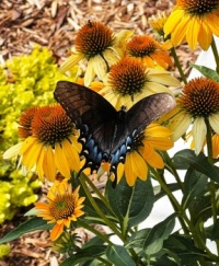 Julie's butterfly
