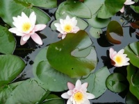 waterlelie