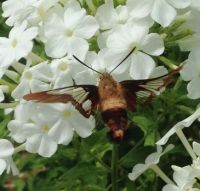 Hummingbird Clearwing Moth