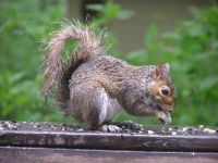 Stealing the Bird Food