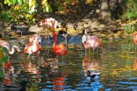 Flock of flamingoes