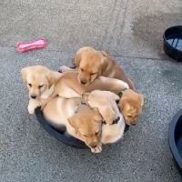 5 puppies in a bowl