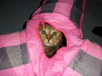 Peek-a-boo