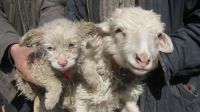 989258-sheep-gives-birth-to-a-dog