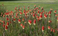 Red Hot Pokers