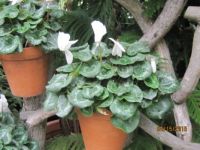 Biltmore Conservatory