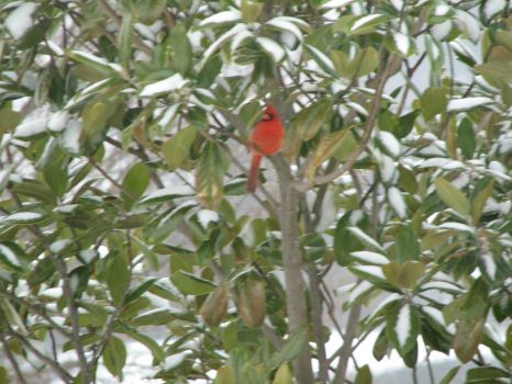 Cardinal in Magnolia (2007)
