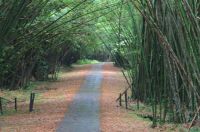 Bamboo cathedral