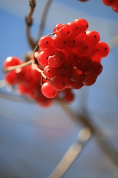 🌿🍒 Red berries 🍒🌿