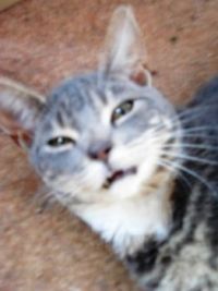 Kitty