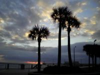 Palm Trees at Daytona Beach