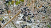 Berries in Ice