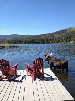 Moose on the loose!