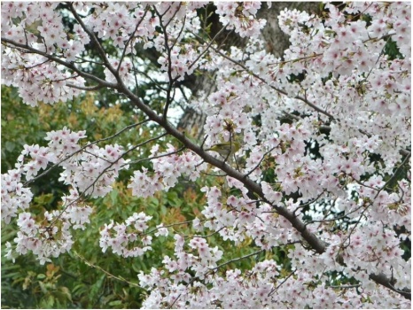 Jigsaw Puzzle | 20 pieces | Do You See Me Among the Sakura Blossoms ...