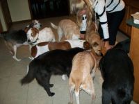 How many dogs do we have?!?!?