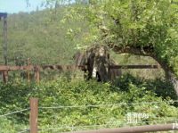 Wildlife Safari-Elephant Camouflage, "You can't see me, Ha, Ha!"