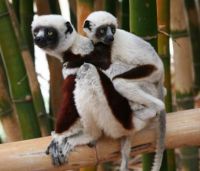 Ruffed Lemur and Baby