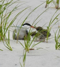 So sweet.  They live on Long Island, New York.