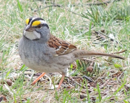 White-Throated Sparrows are back