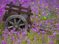 CART WITH PURPLE FLOWERS