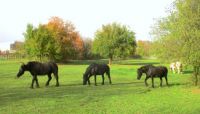 4 Chevaux