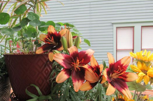 Back Porch Lilies