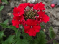 Verbena