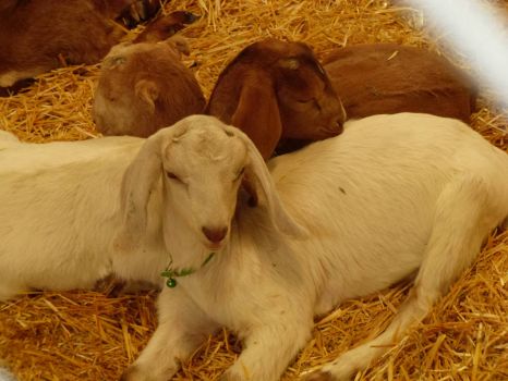 Sleepy Goats