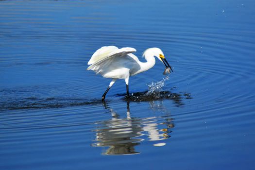 Snowy Egret Catching fish