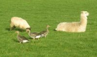 Ram, greylag geese and alpaca.