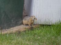 Gopher