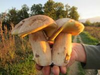 Mushroom doble